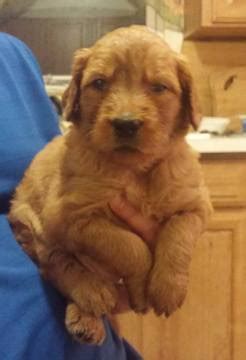 Check spelling or type a new query. View Ad: Goldendoodle Puppy for Sale, Ohio, AKRON, USA