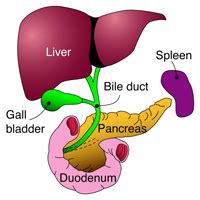 Oesophagus, gallbladder, liver, and pancreas. Biliary cancer - hpblondon.com