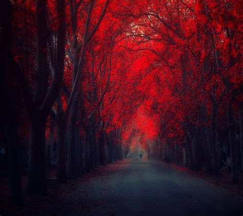 1920x1080px 1080p Free Download Red Road Autumn Dark Leaves Path