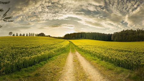 Dirt Road In A Yellow Canola Field Wallpaper Backiee