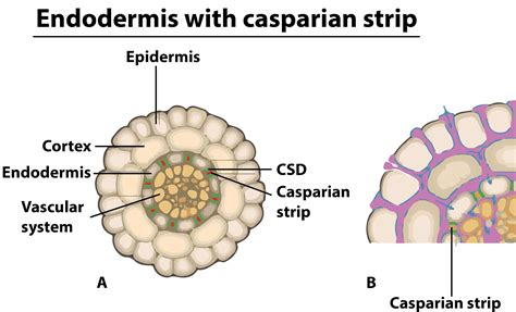 Casparian Strip Occurs Inapericyclebendodermiscepidermisdcortex