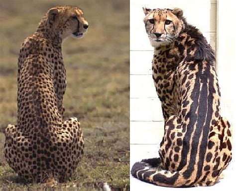 King Cheetah Vs Regular Cheetah