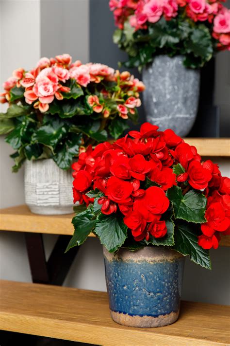 Top 10 Houseplants With Red Leaves Thursd