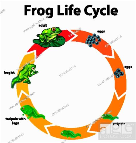Diagram Showing Life Cycle Of Frog Illustration Stock Vector Vector