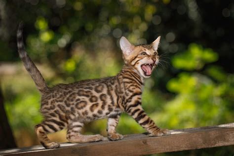 Things To Consider Before Purchasing A Bengal Cat Catsinfo