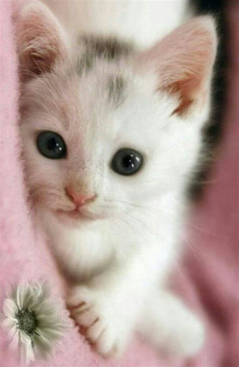 Cute Baby Animals That Will Melt Even Stone Cold Heart 25 Gatinhos