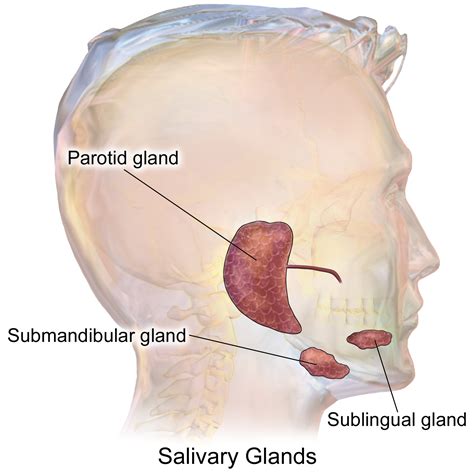 Parotid Gland Swelling Causes And Symptoms What You Can Do About It M D Global