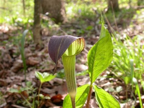 Jack In The Pulpit Seeds Perennial Michigan Wildflower Etsy