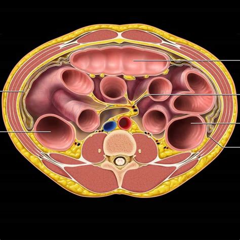 All Images A Double Layer Of Peritoneum Full HD K K