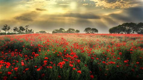 Meadow With Red Poppies Dark Black Clouds Sun Rays