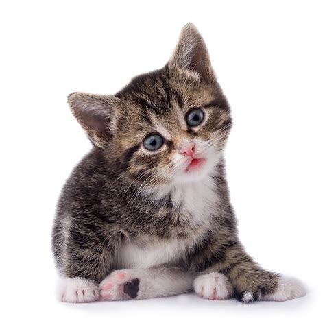 Cat Kitten Small Png Transparent Image Download Size 900x900px