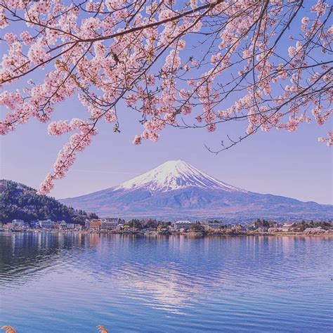 The Best Places To See Mount Fuji With Cherry Blossom My Nihon