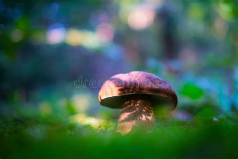 Big White Mushroom In Autumn Forest Stock Image Image Of Green Brown