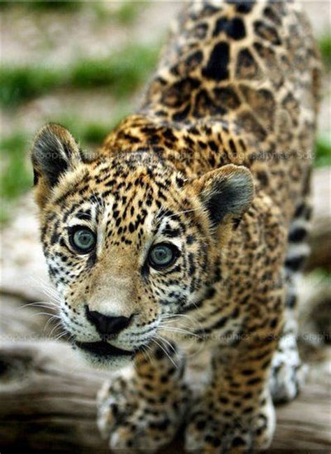 So not only do we get to celebrate maya's birthday, we've got the children here, we have all kinds of festivities, said keith lovett, director of living collections for the palm beach zoo. Beautiful Baby Jaguar | Animals Cats Big & Small | Pinterest