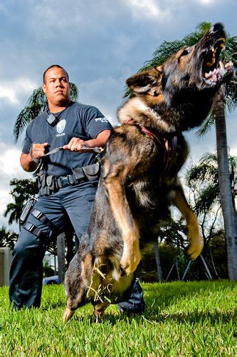 K 9 Dogs In Action The First Image Is Officer J Williams And His K9