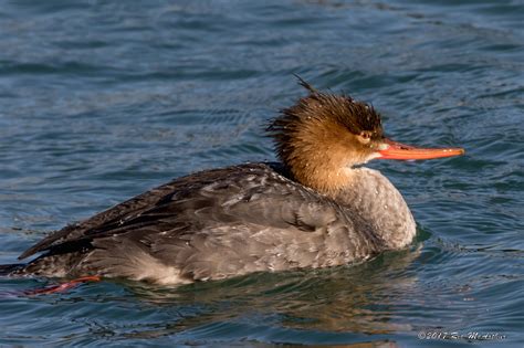Female Red Breasted Merganser On Rondeau Bay