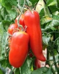 plant de Tomate greffée Andine cornue Les Paniers du Carembault