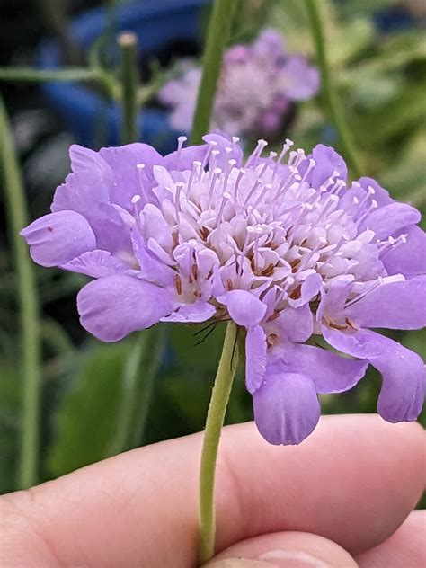 Pincushion Flower ‘butterfly Blue Quart Pot Wilsons Garden Center
