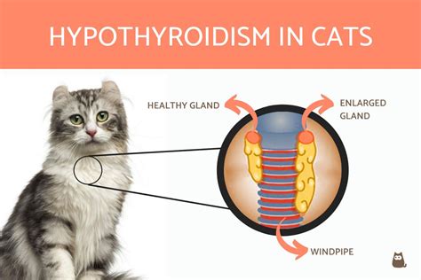 Symptoms Of Hypothyroidism In Cats Does Your Cat Have Hypothyroidism