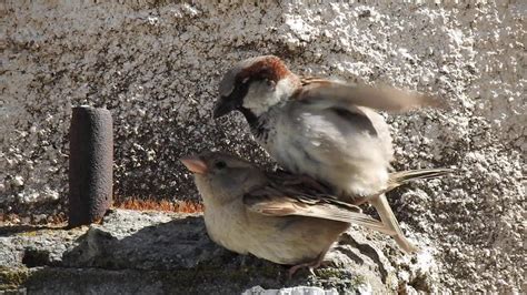 House Sparrow House Sparrows Mon Sparrows σπουργιτες ζευγαρωνουν Youtube