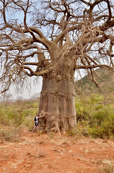 Baobab Iconic Tree Of Africa Blog Summit Expeditions Nomadic Experience