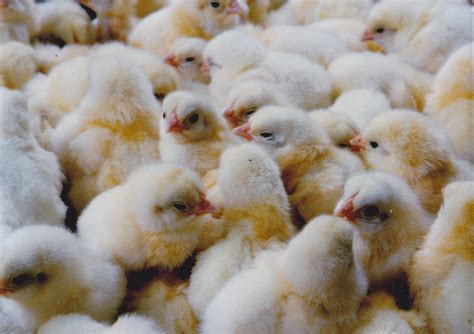 Rhode Island White Chickens Baby Chicks For Sale Cackle Hatchery