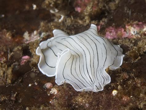 Flatworms Platyhelminthes