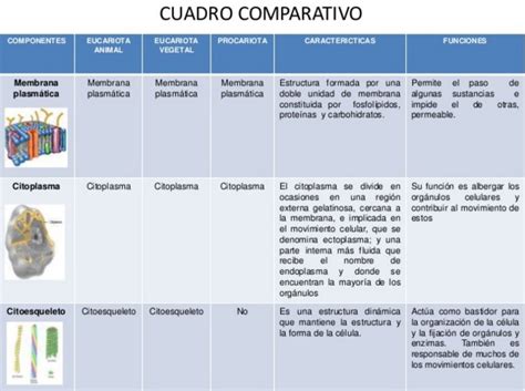 Histología Y Nosología Cuadro Comparativo De Componentes Celulares
