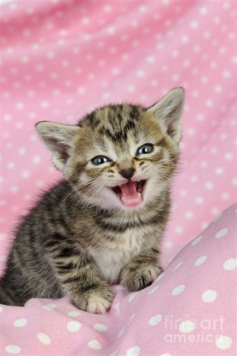 Kitten Meowing Photograph By John Daniels Fine Art America