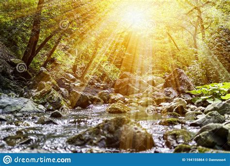 Horizontal View Of A River In A Forest With Lens Flare In A Hot Summer