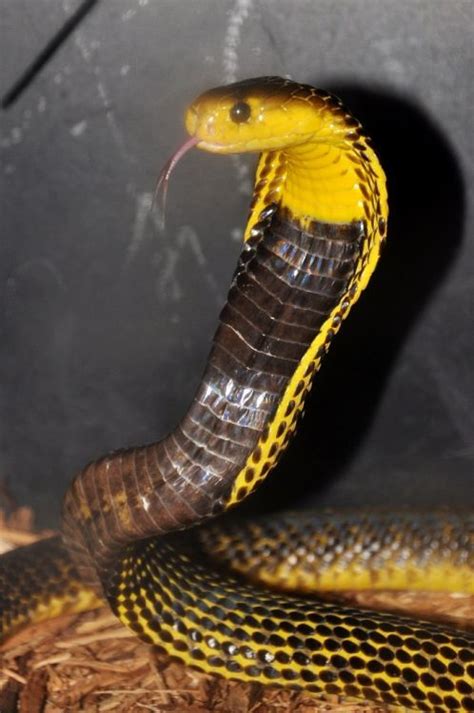 Snake Art Pet Snake King Cobra Snake Snake Photos Exotic Pets