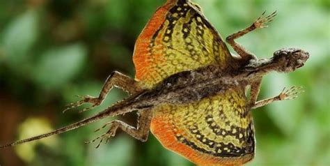 The Flying Dragon Lizards Critter Science