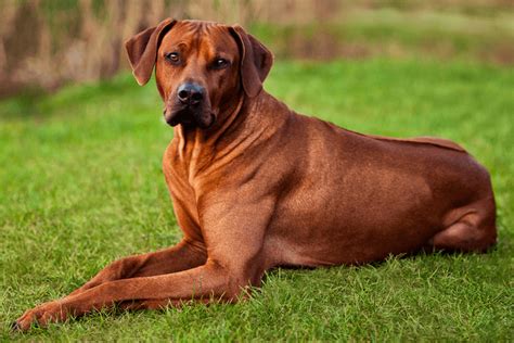 How Much Is A Rhodesian Ridgeback Puppy Price List Marvelous Dogs