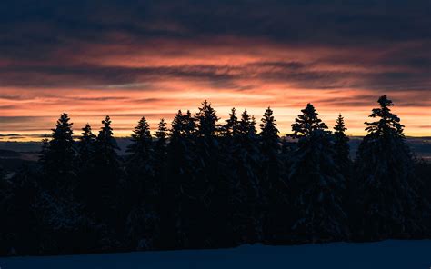 Download Wallpaper 3840x2400 Trees Spruce Sunset Snow Dusk Winter