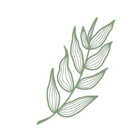 Leaf Line Art Pngs For Free Download