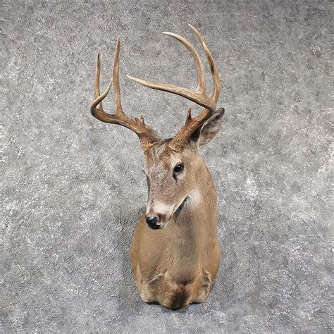 Whitetail Deer Shoulder Mount 11569 The Taxidermy Store