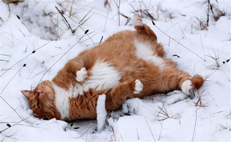 1103266 Cat Animals Snow Winter Whiskers Weather Mammal