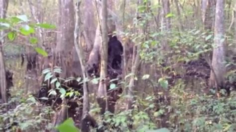 The 10 Most Convincing Bigfoot Sightings Outside Online