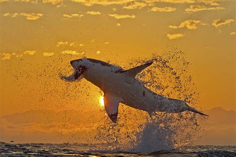 Sharks With Wings Shark Pictures White Sharks Great White Shark