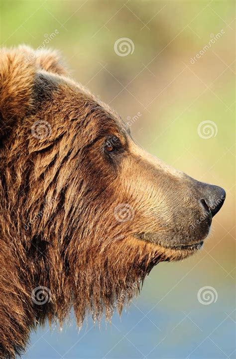 Pin By Lee Libka On Bear Head Brown Bear Animals Bear Head