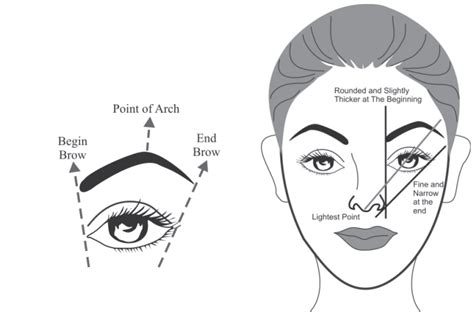 Measuring For Correct Shaping Of Eyebrows Study Page