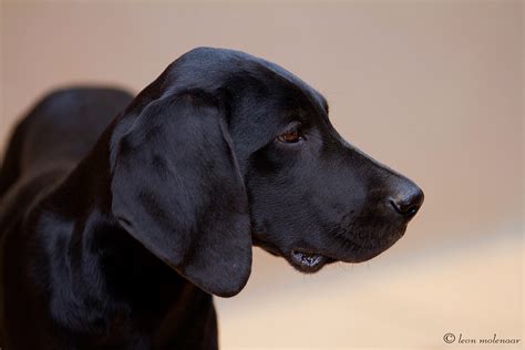 This is our german shorthaired pointer, fritz. Sammy | German Shorthaired Pointer puppy. Solid black ...