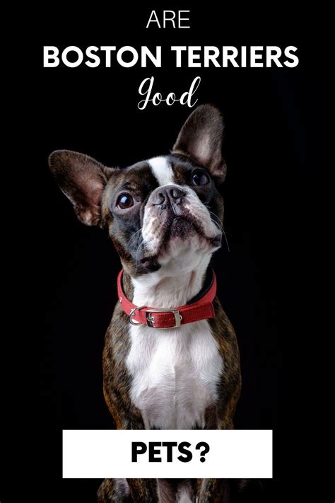 Are Boston Terriers Good Pets An Owners Perspective Boston Terrier