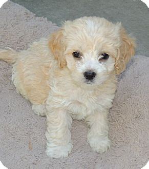 Find cockapoo puppies for sale with pictures from reputable cockapoo breeders. La Habra Heights, CA - Cockapoo. Meet Litter of Cockapoo Puppies a Pet for Adoption.