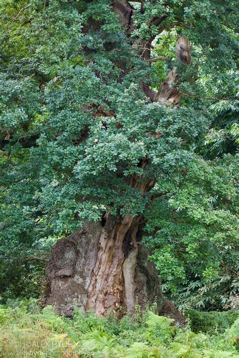 Turkey oak (quercus laevis) one of the most popular oaks to adorn gardens and parks alike. A veteran English Oak tree {Quercus robur}, Derbyshire, UK ...