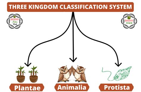 Haeckels Three Kingdom Classification System Biologyteach