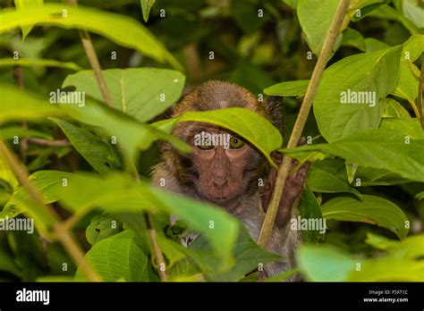 Can You See Me Shy Monkey Peeks Out From Behind Some Green Leaves