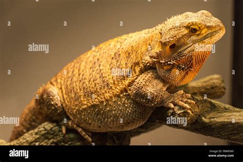 An Overweight German Giant Bearded Dragon Warming Himself Stock Photo