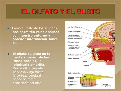 Ppt Tema 3 VisiÓn Sistema Endocrino Olfato Y Gusto Powerpoint