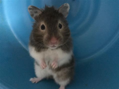 I Think My Hamster Has The Best Smile Rhamsters